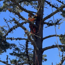 Green Life Tree Service