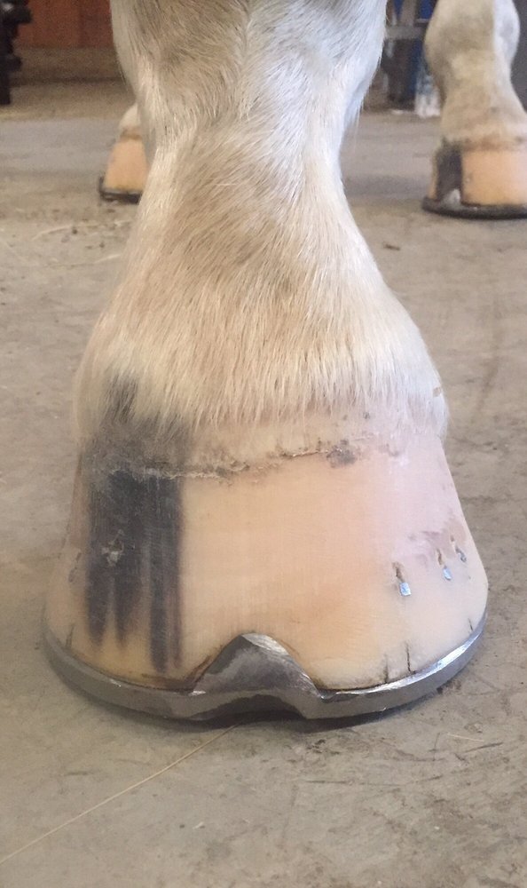 Henderson Farrier Service Image