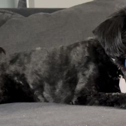 Miss Lili's Pet Salon