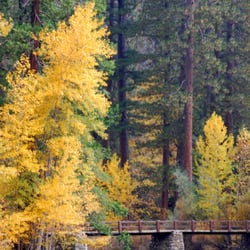 Smoky Mtn Massage Therapy - Foot Bridge in Fall