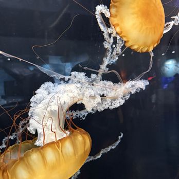 Great Lakes Aquarium - Jellyfish - Aquariums Near Me - Duluth, Minnesota Great Lakes Aquarium - Jellyfish - Aquariums Near Me - Duluth, Minnesota