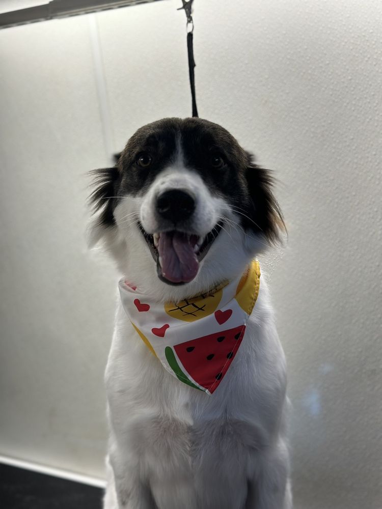 Mobile Dallas Pet Grooming