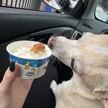 Dutch Bros Coffee - Pup cup - Coffee & Tea Near Me - Roseville, California