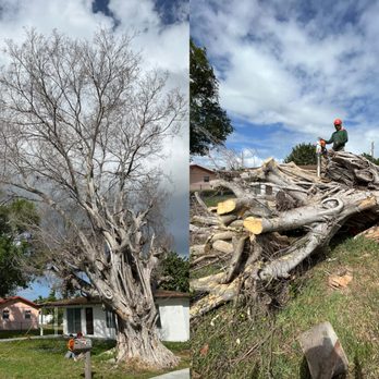 Pepe Brothers Tree Service - Tree Services Near Me Pepe Brothers Tree Service - Tree Services Near Me