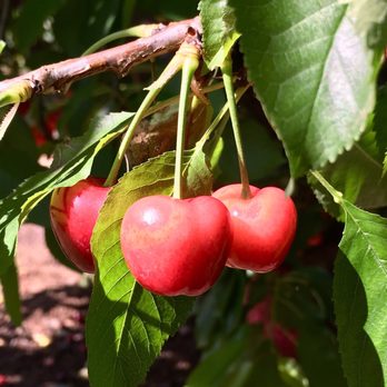 Chavez U-Pick Cherries - Pick Your Own Farms Near Me - Brentwood, California Chavez U-Pick Cherries - Pick Your Own Farms Near Me - Brentwood, California