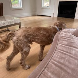 All Creatures Great and Small - The groomer really went out all with her scissors