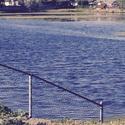 Santa Clara Valley Water District - More algal growth