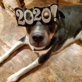 All Wags Care - Training for the new year! - Dog Walkers Near Me All Wags Care - Training for the new year! - Dog Walkers Near Me