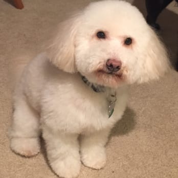 The Dog Lounge - Charlie is a happy boy now that he's all clean! - Pet Groomers Near Me - Libertyville, Illinois The Dog Lounge - Charlie is a happy boy now that he's all clean! - Pet Groomers Near Me - Libertyville, Illinois