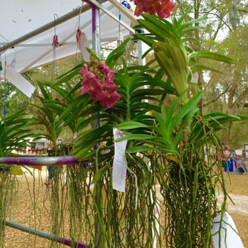 Spring Festival - Huge hanging orchids-2016 - Festivals Near Me - Ocala, Florida