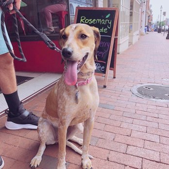 The Red Bean - Ridley girl loves the Red Bean! They leave a doggy water bowl outside for passing pups. - Coffee & Tea Near Me - Annapolis, Maryland