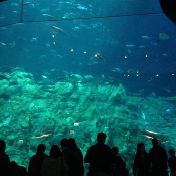 香港海洋公園 - Aquariums Near Me - Hong Kong, HK