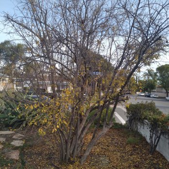 Ezra Tree Service - Pomegranate after. - Tree Services Near Me Ezra Tree Service - Pomegranate after. - Tree Services Near Me