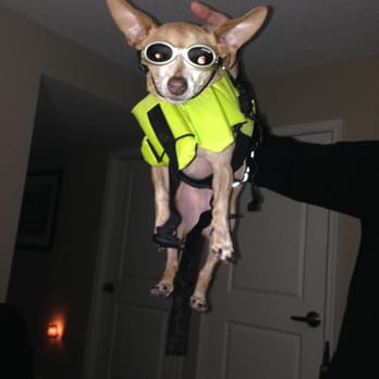 See Sparky Run - Chopper - Pet Sitting Near Me - Arlington, Virginia See Sparky Run - Chopper - Pet Sitting Near Me - Arlington, Virginia