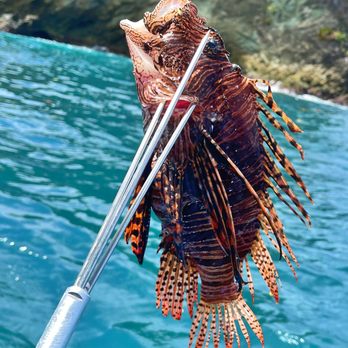 Scuba Choice - Ron from Oceanific caught this beast of a lionfish with a fiberglass pole spear with 3 prong tip! - Scuba Diving Near Me - Chino, California Scuba Choice - Ron from Oceanific caught this beast of a lionfish with a fiberglass pole spear with 3 prong tip! - Scuba Diving Near Me - Chino, California