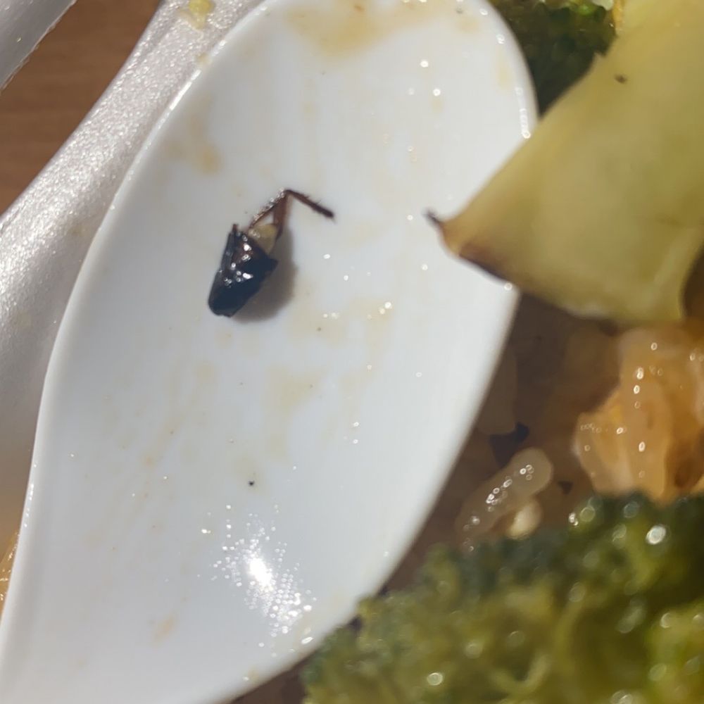 Wasabi - Part of a bug in my food. - Sushi Bars Near Me - Greenfield, Indiana Wasabi - Part of a bug in my food. - Sushi Bars Near Me - Greenfield, Indiana