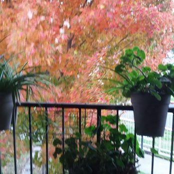 Eskaton Jefferson Manor - The view from my bedroom in the Fall. - Home Health Care Near Me - Sacramento, California Eskaton Jefferson Manor - The view from my bedroom in the Fall. - Home Health Care Near Me - Sacramento, California