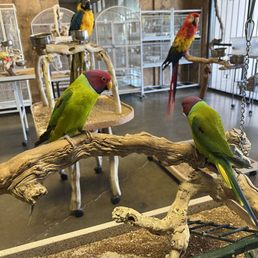 Birds Birds