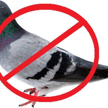 Tactic Pest Control - Pigeon control - Pest Control Near Me Tactic Pest Control - Pigeon control - Pest Control Near Me