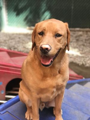 D is for Doggy - Daycare & Grooming by null