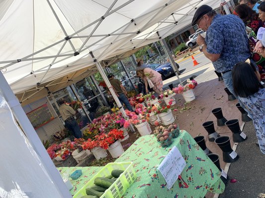 Portland Farmers Market - Lents International by null