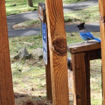Evergreen Lodge Yosemite - This little guy sat watching me, watch him. - Hotels Near Me - Groveland, California Evergreen Lodge Yosemite - This little guy sat watching me, watch him. - Hotels Near Me - Groveland, California