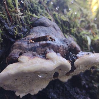 Stewart's Memorial Park - Fungus along the 1 mile loop trail - Parks Near Me - Aberdeen, Washington Stewart's Memorial Park - Fungus along the 1 mile loop trail - Parks Near Me - Aberdeen, Washington