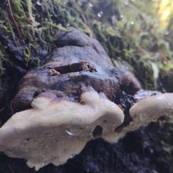 Stewart's Memorial Park - Fungus along the 1 mile loop trail