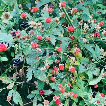 Blueberry Hill - Blackberries - Pick Your Own Farms Near Me - Greenville, South Carolina