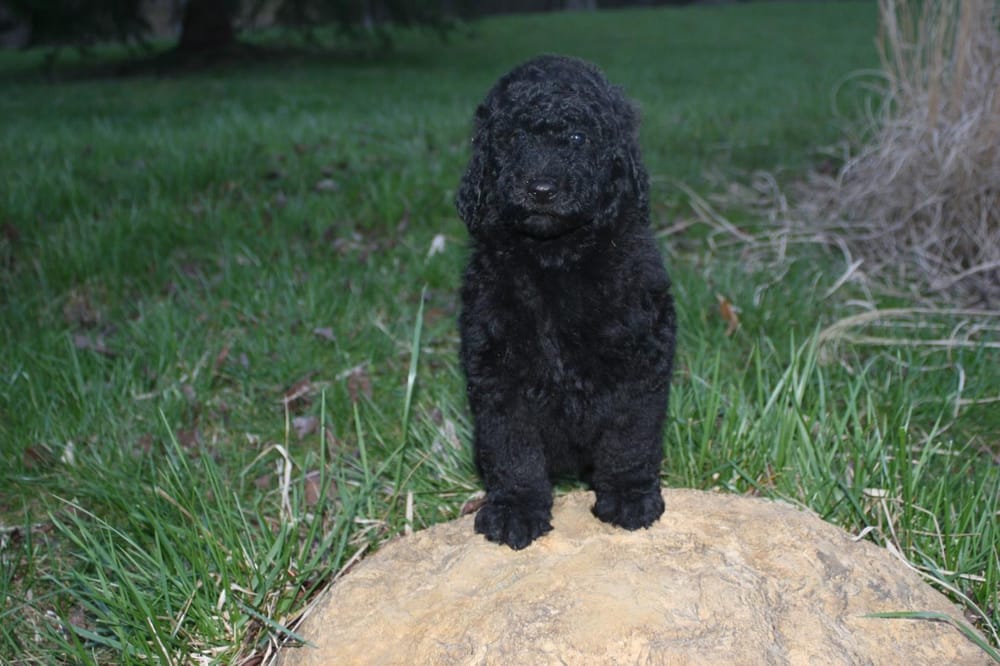 CHANS CELEBRITY GOLDEN DOODLE 650 Ditney Ridge Rd, Morehead, Kentucky