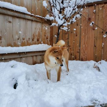 Sunshine Shibas - Pet Breeders Near Me Sunshine Shibas - Pet Breeders Near Me