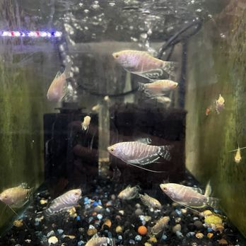 Moanalua Pets - platinum gourami - Pet Stores Near Me - Honolulu, Hawaii Moanalua Pets - platinum gourami - Pet Stores Near Me - Honolulu, Hawaii