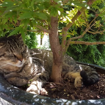 High Hand Cafe - Sleepy cat. - New American Near Me - Loomis, California