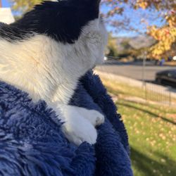 Avenues Pet Clinic