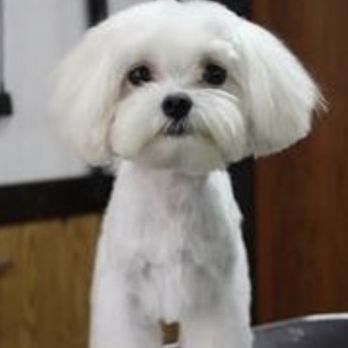 PetSmart - This is the picture I showed the groomer - Pet Stores Near Me - San Leandro, California