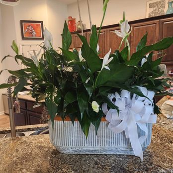 Ali Bleu Flowers - Simple and elegant peace lily arrangement with three separate planters inside the big one, so loved ones could take the plants home - Florists Near Me - Austin, Texas Ali Bleu Flowers - Simple and elegant peace lily arrangement with three separate planters inside the big one, so loved ones could take the plants home - Florists Near Me - Austin, Texas