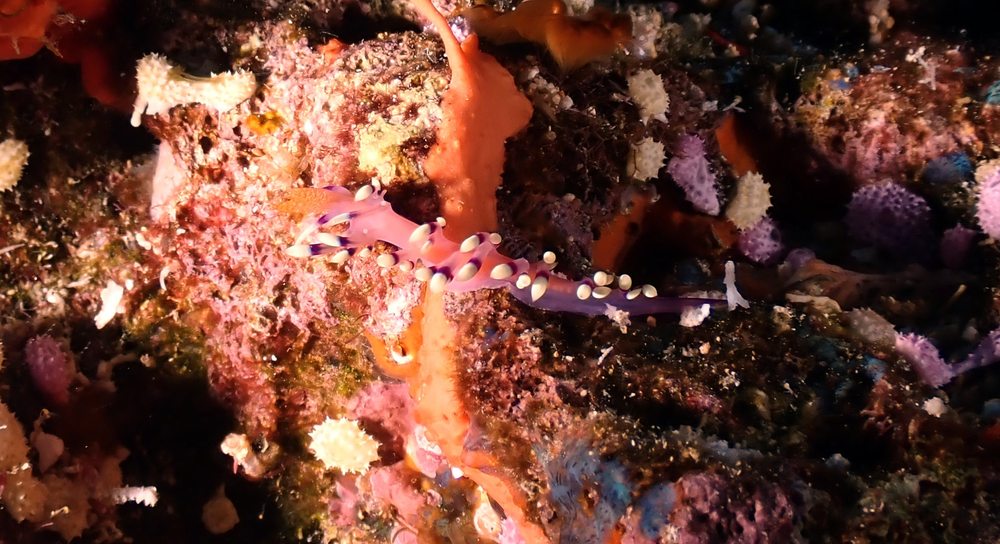 ISLAND DIVERS TRAVEL Updated May 2024 155 Photos Honolulu, Hawaii