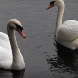 Swans on Long Pond