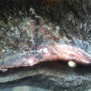 Sunny Valley Sales - Cancer on my dogs mouth, caused by exposure to silica dust, Mills did this. - Body Shops Near Me - Centralia, Washington