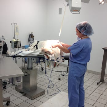 Maryland Veterinary Surgical Services - Pre-surgical planning. - Veterinarians Near Me - Catonsville, Maryland Maryland Veterinary Surgical Services - Pre-surgical planning. - Veterinarians Near Me - Catonsville, Maryland