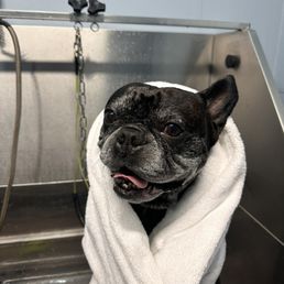 Dog in wash, ready for towel dry. Dog in wash, ready for towel dry.
