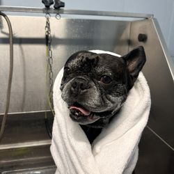 The Wash Dog - Dog in wash, ready for towel dry.