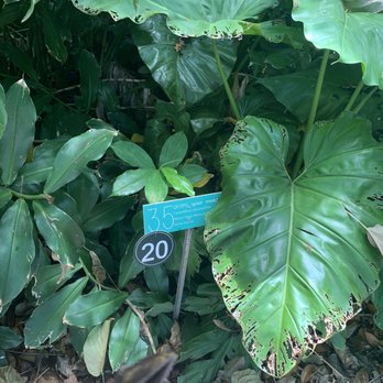 Foster Botanical Garden - Botanical Gardens Near Me - Honolulu, Hawaii