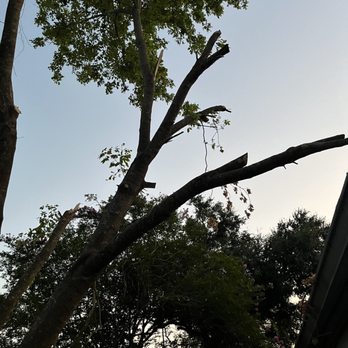 Quality Tree Service and Landscaping - This is the last I worked on it and way after the big tree that it was - Tree Services Near Me