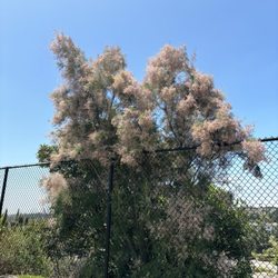 Eastlake Middle School - A tree on one of the pe fields