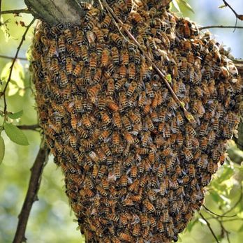Bite Away Termite & Pest Control - Bees migrating - Pest Control Near Me - Ramona, California