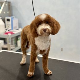 Dog