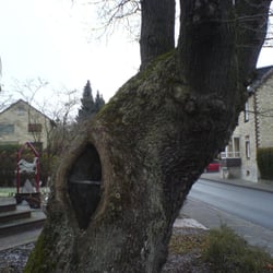 Die Eiche, das Naturdenkmal