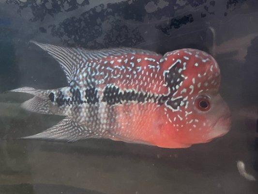 中古 back number『then』『fish』 Jb Tropical Fish, 1950 N Black Horse Pike, Williamstown, NJ 08094