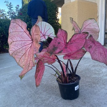 Secret Garden Designs - Nurseries & Gardening Near Me - Brentwood, California